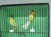 Pair Of Fife Canaries £40 The Pair