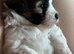 Pomapoo boy puppies