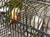 Conure breeding pear 349