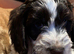 Quality F1 Cockapoo puppies