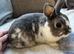 Beautiful male Netherland dwarf x mini lop boy - 2 years old