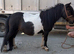 Registered mini mare