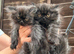 Persian kittens for sale