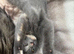 Female Bristish shorthair 2 years old