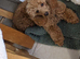 Toy poodle 9 months old Apricot girl