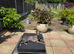 ITALIAN GREYHOUND FEMALE 6 MONTHS OLD