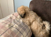 Adorable Lhasa Apso Boy puppies for sale