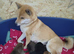 .japan shiba inu