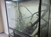 4x4x2 glass terarium and baby cresties