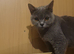 British shorthair female