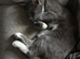 Shadow is looking for a loving home