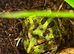 3 pac man frogs