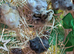 Day old Silkie cross