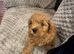 Cavapoochon puppy