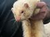 Working ferret for sale