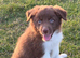 Beautiful Border Collie puppies for sale