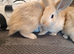 Baby rabbits
