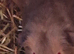 Bonded male pair of guinea pigs with cage