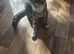 Needing to rehome my 2 kittens