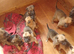 Belgium Shepherd Malinois puppies