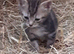Tabby, Tabby with white and blue kittens