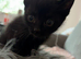3 male kittens, 1 tabby & 2 black