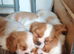 Beautiful blenheim pups