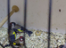 4 coke goldfinchs for sale