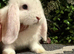 Pure bred mini lops