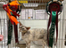 Beautiful 5 Year Old Devon Rex Female – Retired Breeding Queen