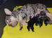 8 French Bulldog pups for sale