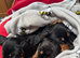 Male Miniature Dachshunds