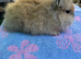 Lionhead  Bunnies