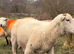 Easy care ram yearling