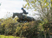15:3 Irish sport horse gelding