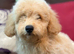 Beautiful Poochon Teddy Bears