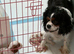 KC & DNA parents . Cavalier puppies