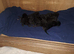 New lil ninjas