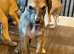 Lurcher puppies