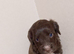 Cocker spaniel puppys