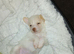 Jackapoo puppies - Beautiful colours