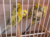 Tcb hagos/ helicopter budgies