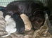 Outstanding Labrador kennel club registered puppies for sale.