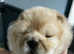 2 stunning chow chow puppies