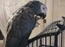 Coco the African grey