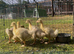 Embden goslings for sale