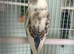 Budgies