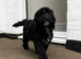 F1 Male Cockapoo