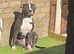 Kali 4 years old