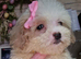 Cavapoochon